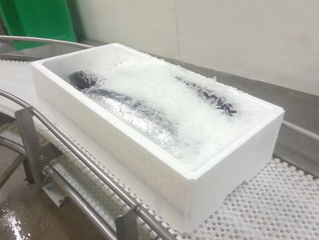 Stets gekühlt - Fisch in EPS-Verpackung Fischbox auf einem Transportband
